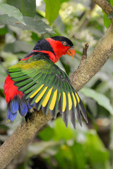 A close-up photo of a Black-Capped Lory bird.