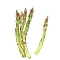 Asparagus. Hand-drawn food illustration