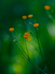 yellow flower in green grass