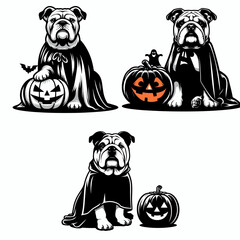Bulldog Dog wear ghost costume and sitting on jack o pumpkin. Halloween Witch Bat Spooky Scary Clipart Line Art Vector Illustration. English in phantom attire atop carved gourd fall season.