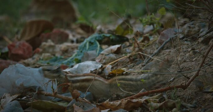 Indian palm squirrel holding garbage bag with leftover food its paws. Plastic pollution in city, waste ecological problems. three-striped palm squirrel - Funambulus palmarum - is a species of rodent