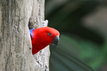 A close-up photo of a Moluccan Eclectus bird.