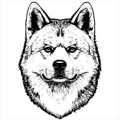 Fototapeta premium head akita dog pet portrait engraving intricate retro hand drawn style line art black and white vector illustration, isolated on white background