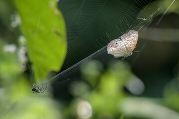 A spider has caught a butterfly in its web. Photo taken in Dosdewa, Karimganj, Assam, India