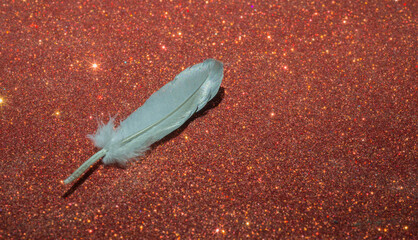 feather of a bird on a red background. close-up