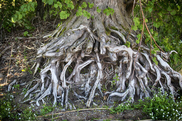 Intricate tree roots intertwine, showcasing nature's detailed design.
