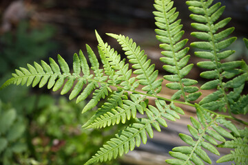 Detailed close-up of vibrant green fern leaves in natural sunlight, showcasing nature's intricate...