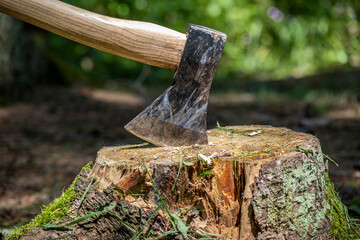 An axe is stuck in a tree stump in a natural forest setting.