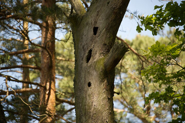 Tree Trunk with Bird Holes in a Forested Area Amid Sunlight