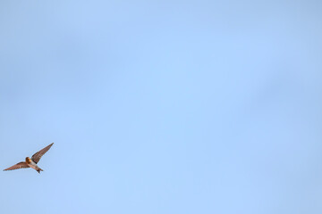 Barn swallow (Hirundo rustica) or Pacific Swallow (Hirundo javanica) in flight against a blue sky...