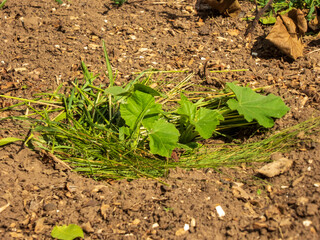 Young Pumpkin or Squash Plant Growing in Mulched Garden Soil