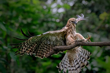 Changeable hawk-eagle hunting a lizard on a branch