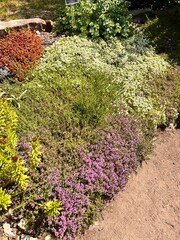 pink and white blooming Thymus serpyllum Albus and Thymus serpyllum Magic Carpet. creeping...