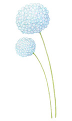 Hand-drawn Whimsical Flower Art –Wildflower in Vintage Botanical Style, colored pencil drawing isolated on white background, Cottagecore element,for wedding invitation, stationary design, scrapbooking