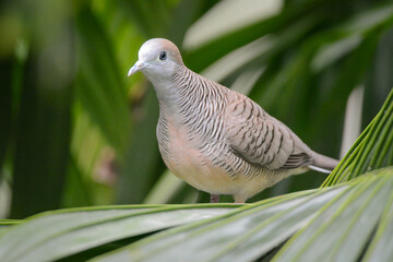 A close-up photo of a Zebra Dove.