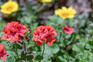 A red-petaled geranium spotted in an outdoor flower bed. pelargonium, geranium