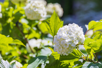 A pure white snowball viburnum spotted in an outdoor flower bed. Viburnum opulus ‘Roseum’,...