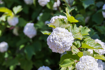 A pure white snowball viburnum spotted in an outdoor flower bed. Viburnum opulus ‘Roseum’,...