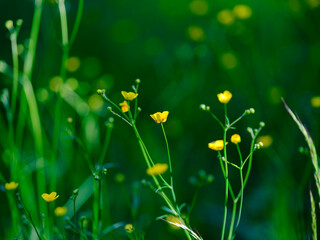 yellow flowers in green grass