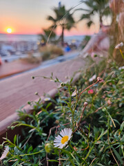 Small white flower with a yellow center is in a garden amphitheater beach. The flower is surrounded...