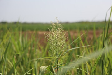 grass fields of rural villages of ramanathapuram rameshwaram, madurai, tamilnadu, india, asia 