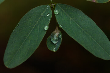 summer morning dew drop on leaf macro nature plant close up view with black isolated background...