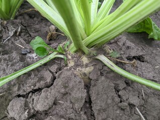Fototapeta premium A sugar beet that grows directly out of dark, loose soil. The upper part of the root crop, protruding above the ground, from which numerous strong, green stems and leaves extend