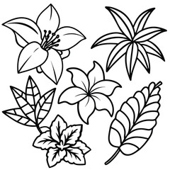 Elegant Black Line Drawing of Six Tropical Flowers