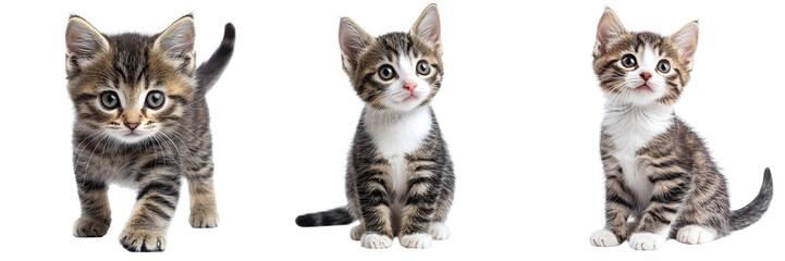 Obraz premium Set of cute beautiful kittens isolated on transparent background PNG