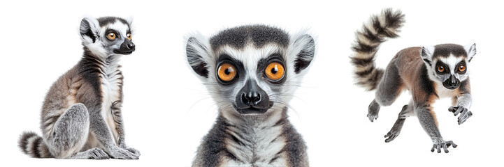 Set of cute lemurs isolated on transparent background PNG