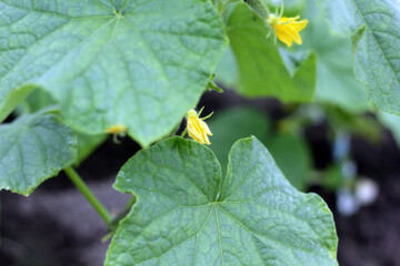 Young green cucumber growing on plant with yellow flower, close-up. vibrant representation of organic farming and healthy food.