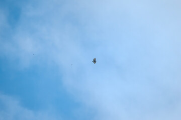 A Crested Serpent-Eagle glides effortlessly through the sky, wings outstretched as it rides thermal...