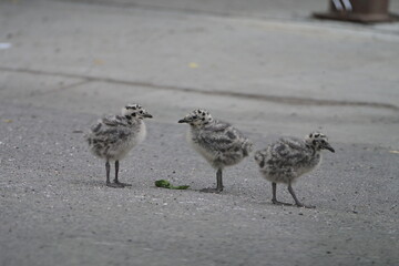 Three Seagull Babies in the Street