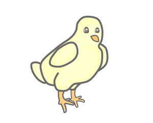 Illustration design of the pretty chick