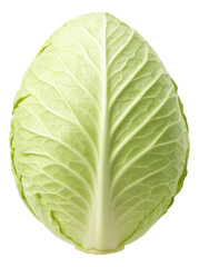 Fototapeta premium Whole head of cabbage with tightly packed pale green leaves and visible veins on a wooden cutting board