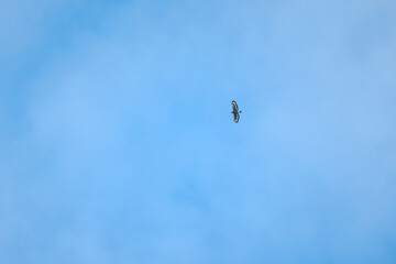 A Crested Serpent-Eagle glides effortlessly through the sky, wings outstretched as it rides thermal updrafts in search of prey. The raptor bird flies against the blue sky with cloud