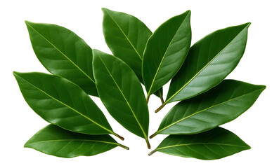 Fresh bay leaves loosely spread on a white linen napkin, showcasing their glossy surface and rich green color.
