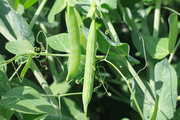 Natural peas in pod against background of green leaves in garden