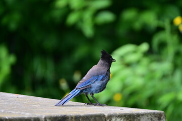 Stellar Jay Sitting on a Table