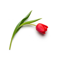 a minimalistic composition of a single red tulip with stem and leaf elegantly curving