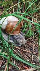 A garden banded snail creeps on a grass wet after rain. Garden snail crawling