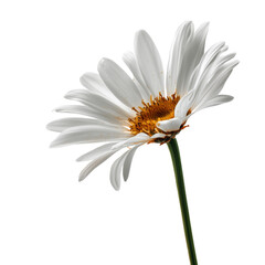 Fototapeta premium A single white daisy flower isolated on white or transparent background