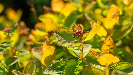 Vibrant green and yellow foliage with delicate purple flower buds, showcasing the beauty of nature...