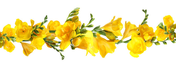Beautiful yellow freesia flowers on white background