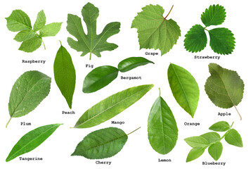 Fresh green fruit leaves and names on white background, collage