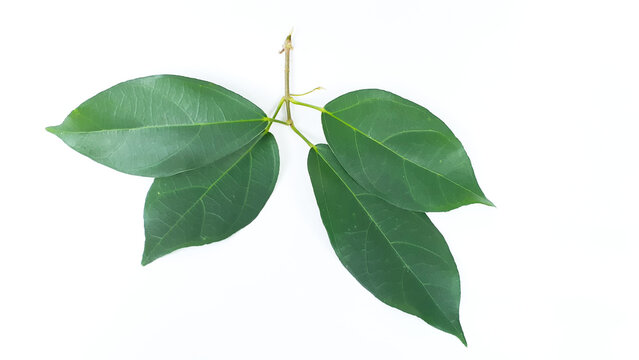 Fresh grass jelly leaves on a white background. Also known as Cincau atau cincau hijau (Cyclea barbata). Used to produce typical Indonesian green grass jelly.