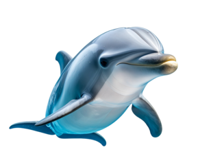 Close-Up of Dolphin Head and Upper Body Breaking Water Surface, frontal view, isolated on transparent background
