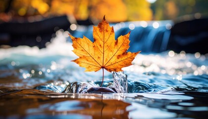 Autumn Maple Leaf On Stone In Stream