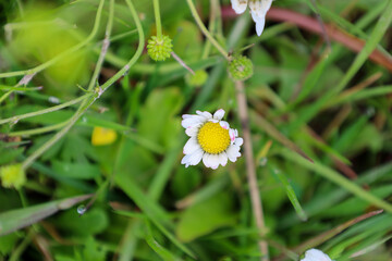 A solitary daisy with white petals and a yellow center stands out among the green grass, creating a...