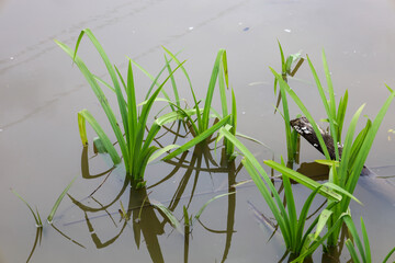 Vibrant green stalks of aquatic vegetation emerging from murky water create a distinct natural...